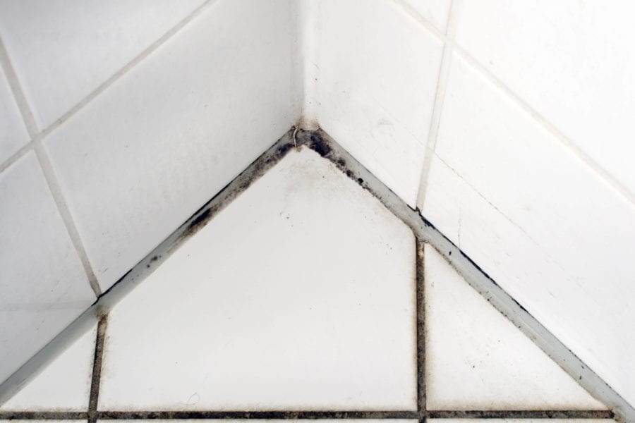 How to Clean Black Mold Off Silicone in the Shower All Coast Inspections