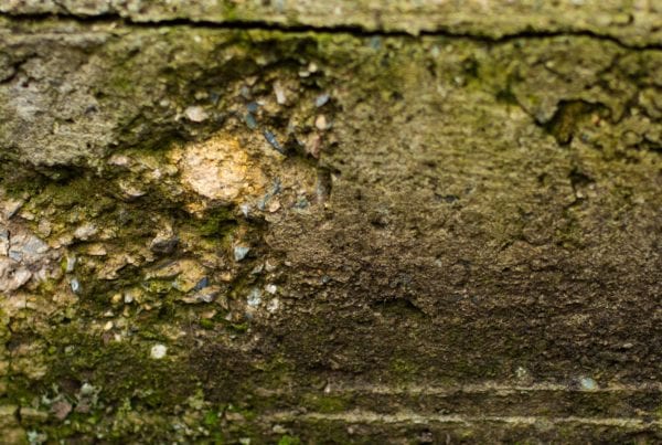 Can mold grow on concrete