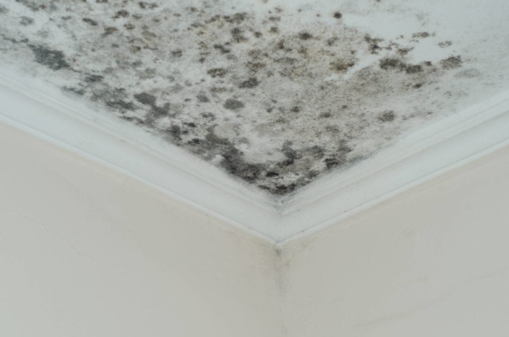 mold in the home is not good on a home inspection report