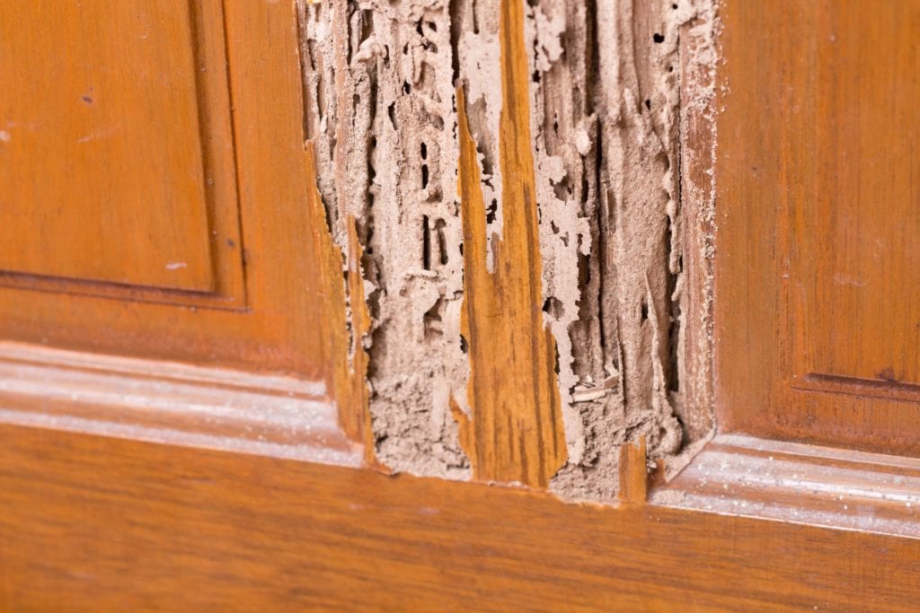 termite damage will show up on a home inspection report