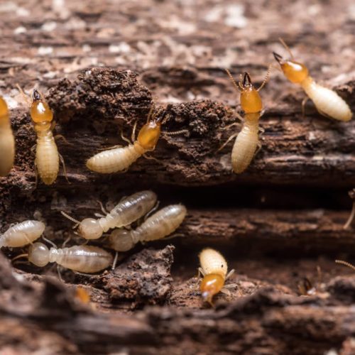 Termites WDO