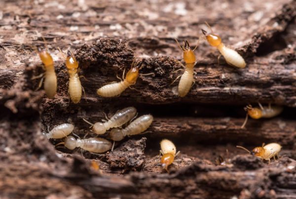 Termites WDO