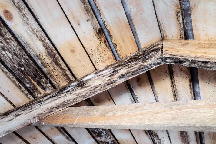 Mold in an attic