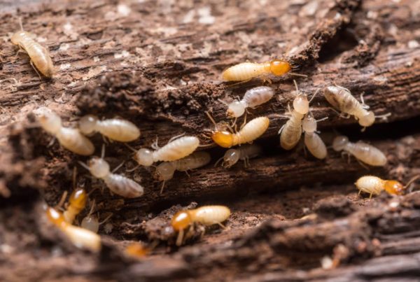 Termites eating wood.